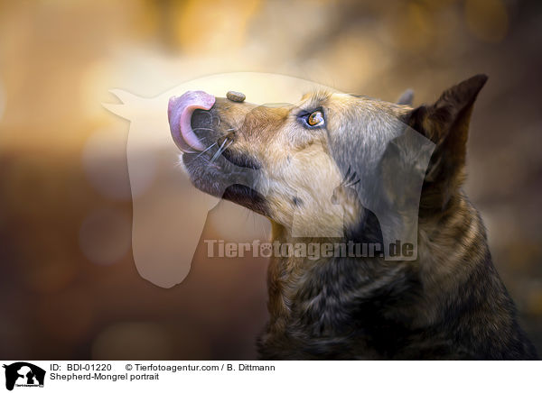 Schferhund-Mischling Portrait / Shepherd-Mongrel portrait / BDI-01220