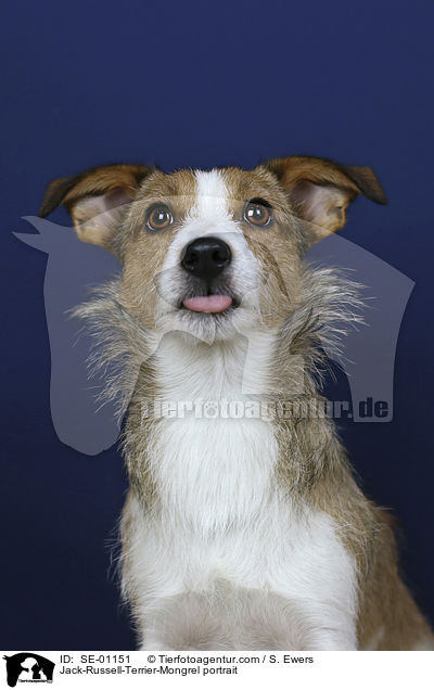 Jack-Russell-Terrier-Mischling Portrait / Jack-Russell-Terrier-Mongrel portrait / SE-01151