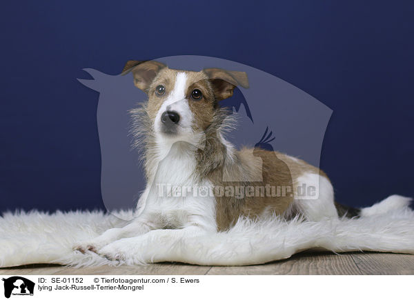 liegender Jack-Russell-Terrier-Mischling / lying Jack-Russell-Terrier-Mongrel / SE-01152