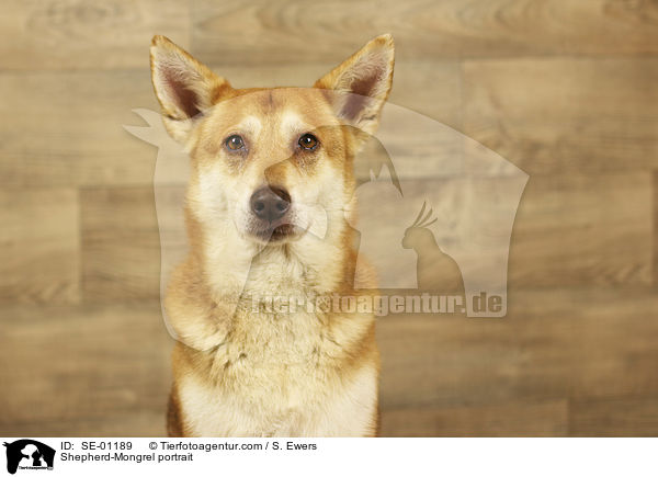 Schferhund-Mischling Portrait / Shepherd-Mongrel portrait / SE-01189