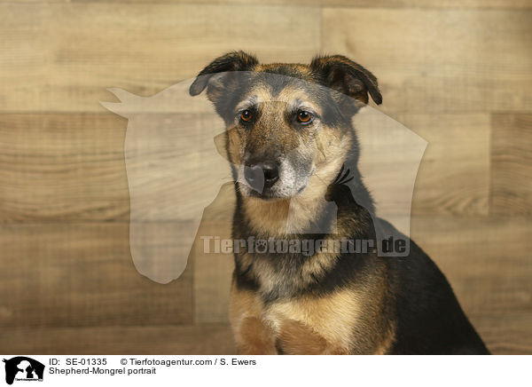 Schferhund-Mischling Portrait / Shepherd-Mongrel portrait / SE-01335