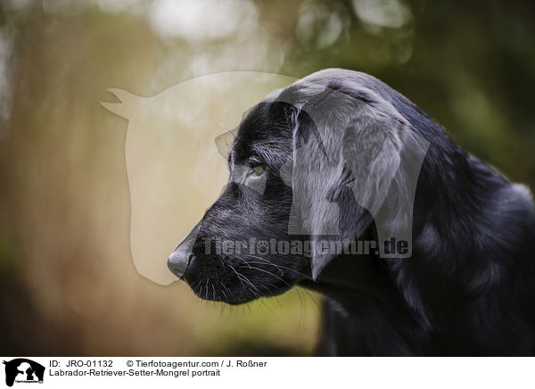 Labrador-Retriever-Setter-Mischling Portrait / Labrador-Retriever-Setter-Mongrel portrait / JRO-01132