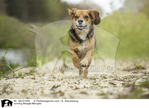 rennender Beagle-Mischling / running Beagle-Mongrel / SK-01055