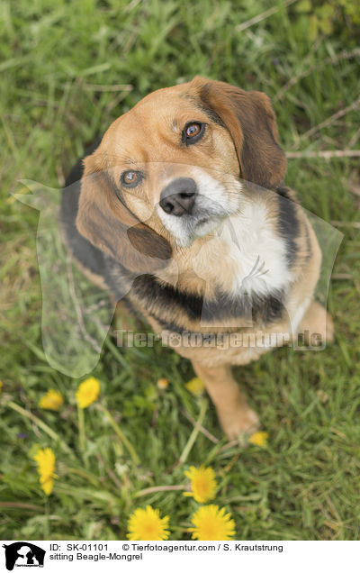 sitzender Beagle-Mischling / sitting Beagle-Mongrel / SK-01101