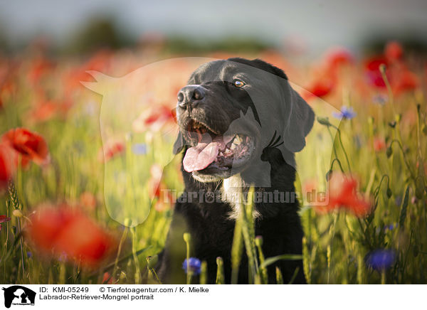 Labrador-Retriever-Mix Portrait / Labrador-Retriever-Mongrel portrait / KMI-05249