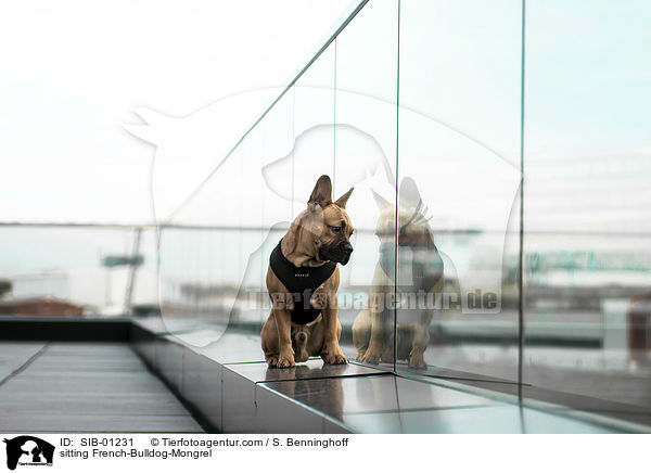 sitzender Franzsische-Bulldogge-Mischling / sitting French-Bulldog-Mongrel / SIB-01231