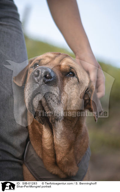 Shar-Pei-Mischling Portrait / Shar-Pei-Mongrel portrait / SIB-01283