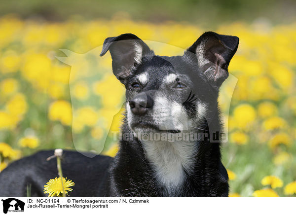 Jack-Russell-Terrier-Mischling Portrait / Jack-Russell-Terrier-Mongrel portrait / NC-01194