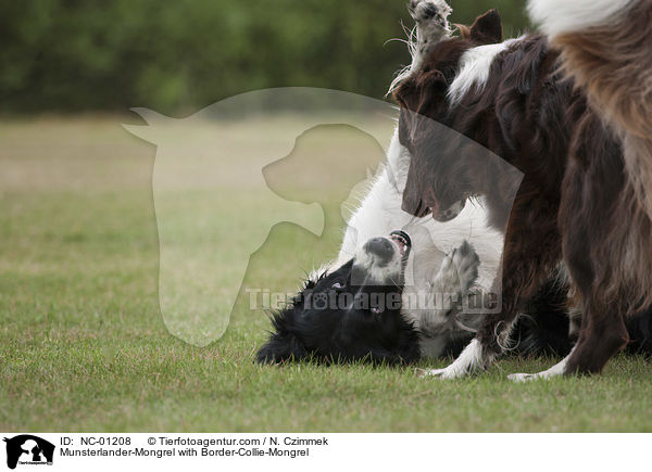 Mnsterlnder-Mischling mit Border-Collie-Mischling / Munsterlander-Mongrel with Border-Collie-Mongrel / NC-01208