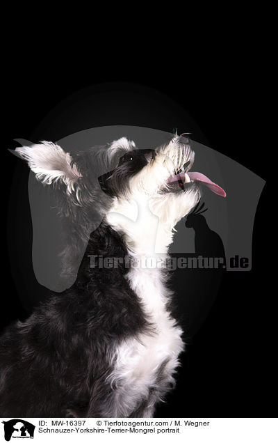 Schnauzer-Yorkshire-Terrier-Mischling Portrait / Schnauzer-Yorkshire-Terrier-Mongrel portrait / MW-16397