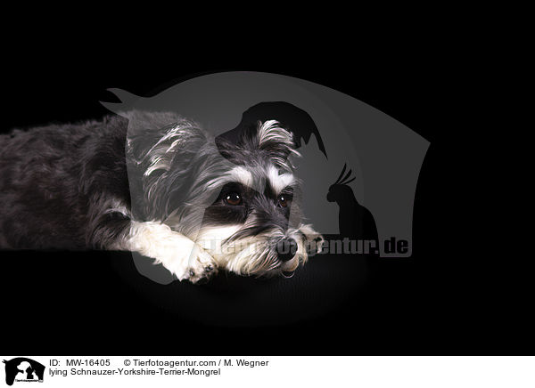 liegender Schnauzer-Yorkshire-Terrier-Mischling / lying Schnauzer-Yorkshire-Terrier-Mongrel / MW-16405