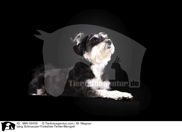 liegender Schnauzer-Yorkshire-Terrier-Mischling / lying Schnauzer-Yorkshire-Terrier-Mongrel / MW-16409