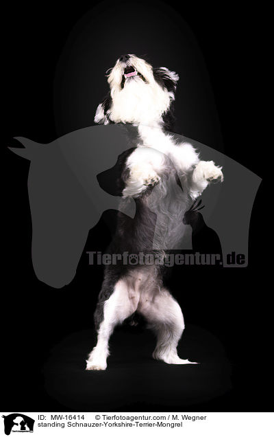 stehender Schnauzer-Yorkshire-Terrier-Mischling / standing Schnauzer-Yorkshire-Terrier-Mongrel / MW-16414