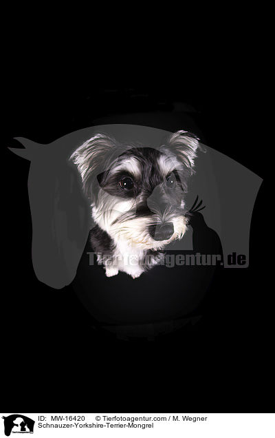 Schnauzer-Yorkshire-Terrier-Mischling / Schnauzer-Yorkshire-Terrier-Mongrel / MW-16420