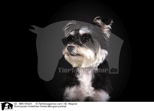 Schnauzer-Yorkshire-Terrier-Mischling Portrait / Schnauzer-Yorkshire-Terrier-Mongrel portrait / MW-16424
