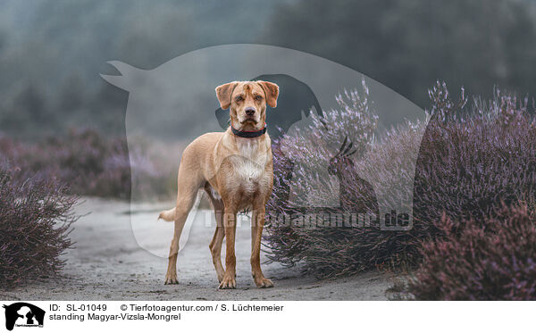 stehender Magyar-Vizsla-Mischling / standing Magyar-Vizsla-Mongrel / SL-01049