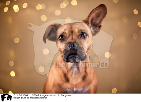 Franzsische-Bulldogge-Mischling Portrait / French-Bulldog-Mongrel portrait / LB-01564