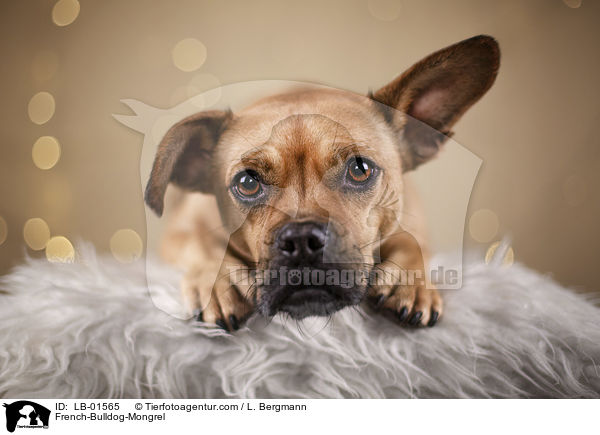 Franzsische-Bulldogge-Mischling / French-Bulldog-Mongrel / LB-01565