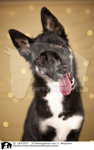 Siberian-Husky-Schferhund-Mischling Portrait / Siberian-Husky-Shepherd-Mongrel portrait / LB-01573