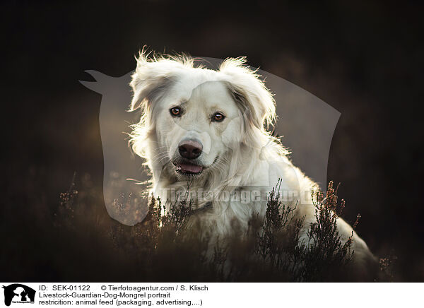 Herdenschutzhund-Mischling Portrait / Livestock-Guardian-Dog-Mongrel portrait / SEK-01122