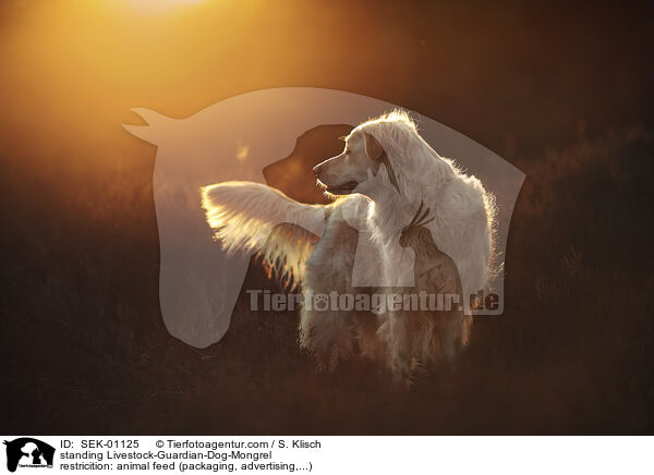 stehender Herdenschutzhund-Mischling / standing Livestock-Guardian-Dog-Mongrel / SEK-01125