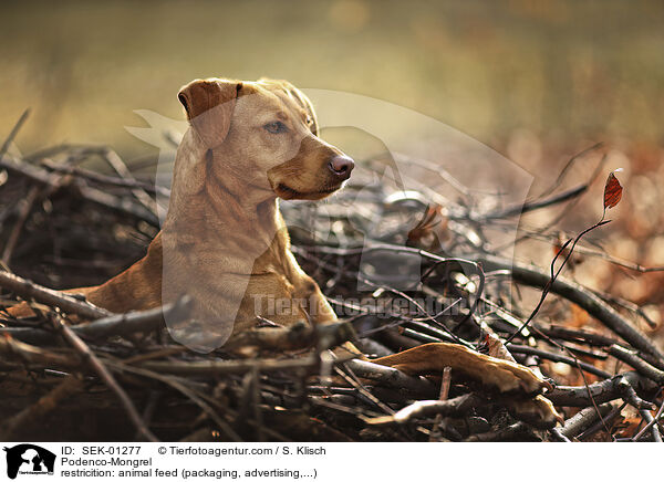 Podenco-Mischling / Podenco-Mongrel / SEK-01277