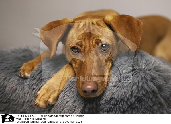 liegender Podenco-Mischling / lying Podenco-Mongrel / SEK-01278