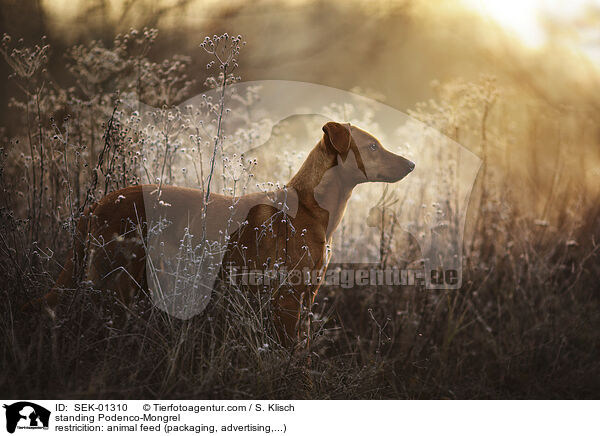 stehender Podenco-Mischling / standing Podenco-Mongrel / SEK-01310