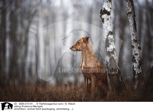 sitzender Podenco-Mischling / sitting Podenco-Mongrel / SEK-01314