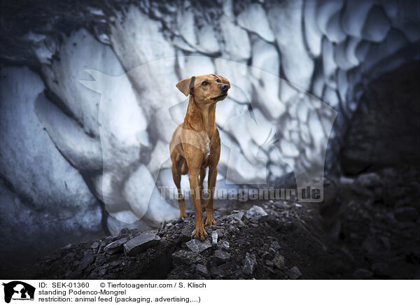 stehender Podenco-Mischling / standing Podenco-Mongrel / SEK-01360