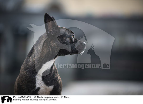 Basenji-Franzsische-Bulldogge-Mischling Portrait / Basenji-French-Bulldog-Mongrel portrait / KAM-01035