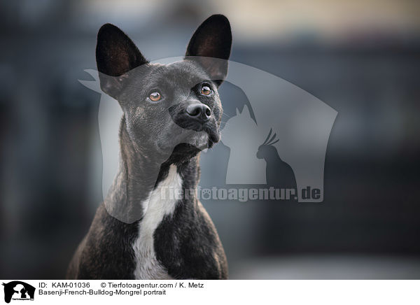 Basenji-Franzsische-Bulldogge-Mischling Portrait / Basenji-French-Bulldog-Mongrel portrait / KAM-01036