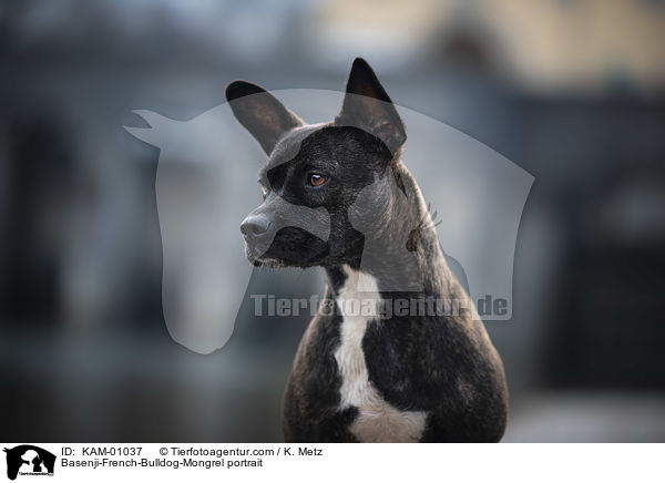 Basenji-Franzsische-Bulldogge-Mischling Portrait / Basenji-French-Bulldog-Mongrel portrait / KAM-01037