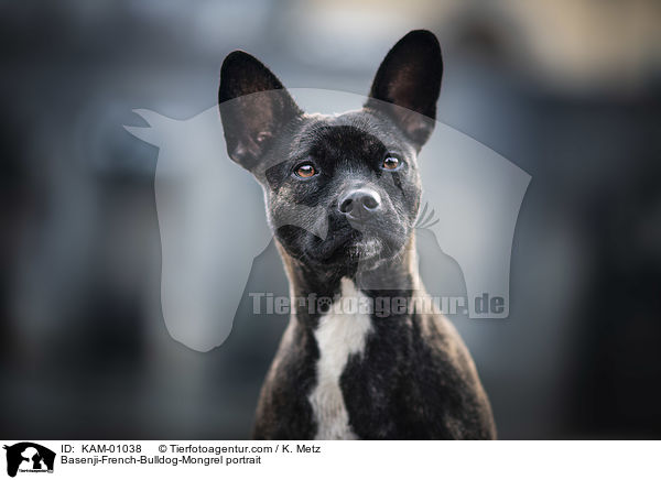 Basenji-Franzsische-Bulldogge-Mischling Portrait / Basenji-French-Bulldog-Mongrel portrait / KAM-01038