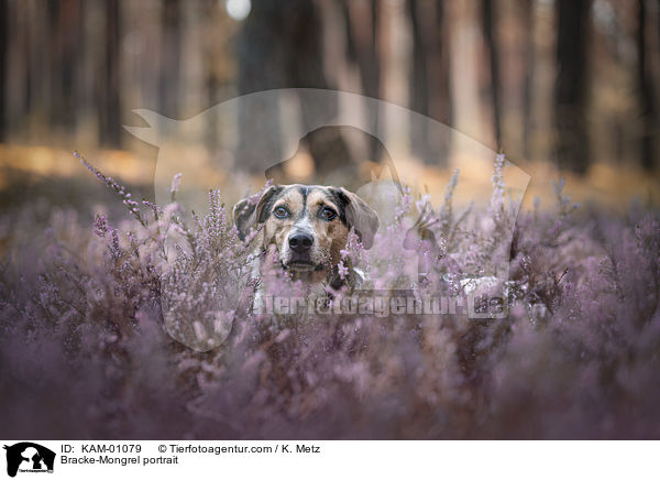 Bracken-Mischling Portrait / Bracke-Mongrel portrait / KAM-01079