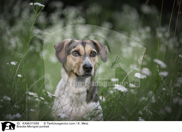 Bracken-Mischling Portrait / Bracke-Mongrel portrait / KAM-01089