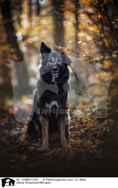 sitzender Schferhund-Mischling / sitting Shepherd-Mongrel / KAM-01345