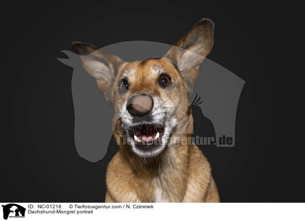 Dackel-Mischling Portrait / Dachshund-Mongrel portrait / NC-01218