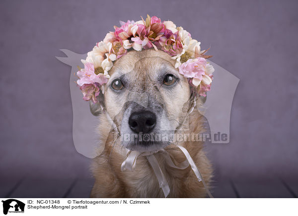 Schferhund-Mischling Portrait / Shepherd-Mongrel portrait / NC-01348
