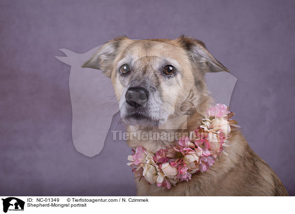 Schferhund-Mischling Portrait / Shepherd-Mongrel portrait / NC-01349