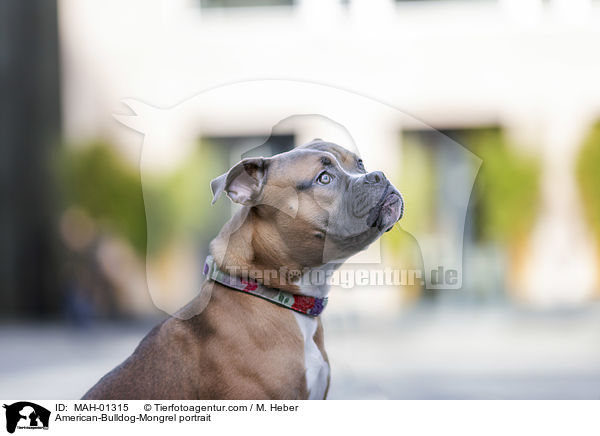 Amerikanische-Bulldogge-Mischling Portrait / American-Bulldog-Mongrel portrait / MAH-01315