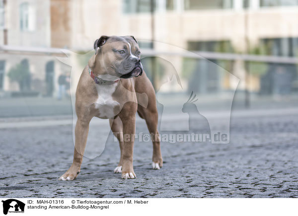 stehende Amerikanische-Bulldogge-Mischling / standing American-Bulldog-Mongrel / MAH-01316