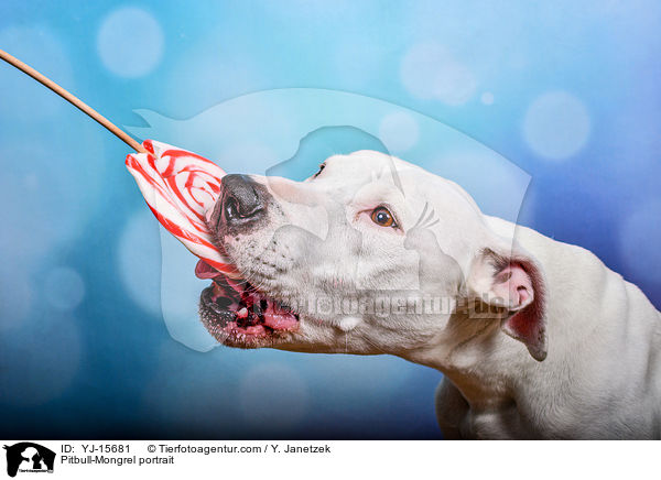 Pitbull-Mischling Portrait / Pitbull-Mongrel portrait / YJ-15681