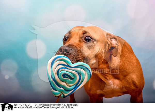 American-Staffordshire-Terrier-Mischling mit Lolli / American-Staffordshire-Terrier-Mongrel with lollipop / YJ-15701