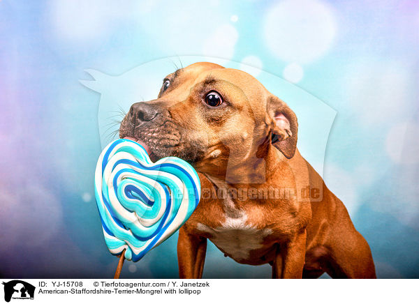 American-Staffordshire-Terrier-Mischling mit Lolli / American-Staffordshire-Terrier-Mongrel with lollipop / YJ-15708