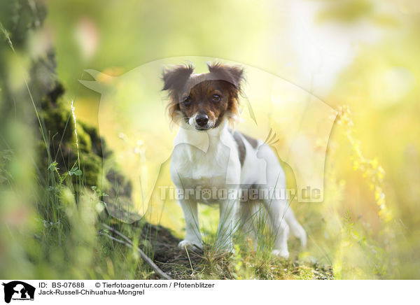 Jack-Russell-Chihuahua-Mix / Jack-Russell-Chihuahua-Mongrel / BS-07688