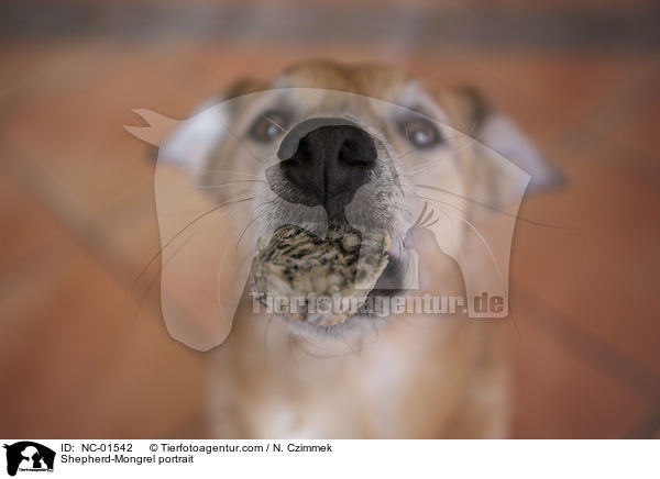 Schferhund-Mischling Portrait / Shepherd-Mongrel portrait / NC-01542