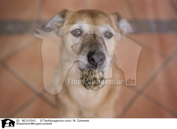 Schferhund-Mischling Portrait / Shepherd-Mongrel portrait / NC-01543