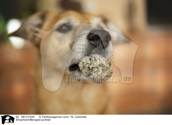 Schferhund-Mischling Portrait / Shepherd-Mongrel portrait / NC-01544