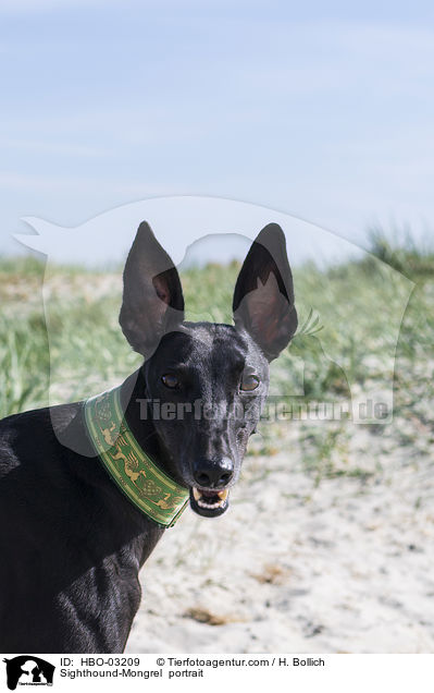 Windhund-Mischling Portrait / Sighthound-Mongrel  portrait / HBO-03209